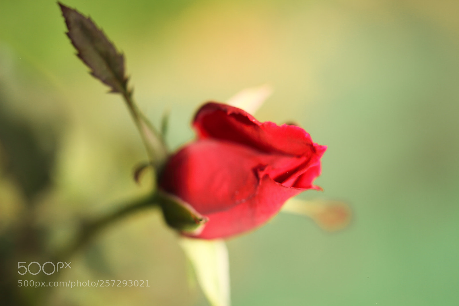 Canon EOS 7D + Canon EF 50mm F1.8 II sample photo. Rose photography