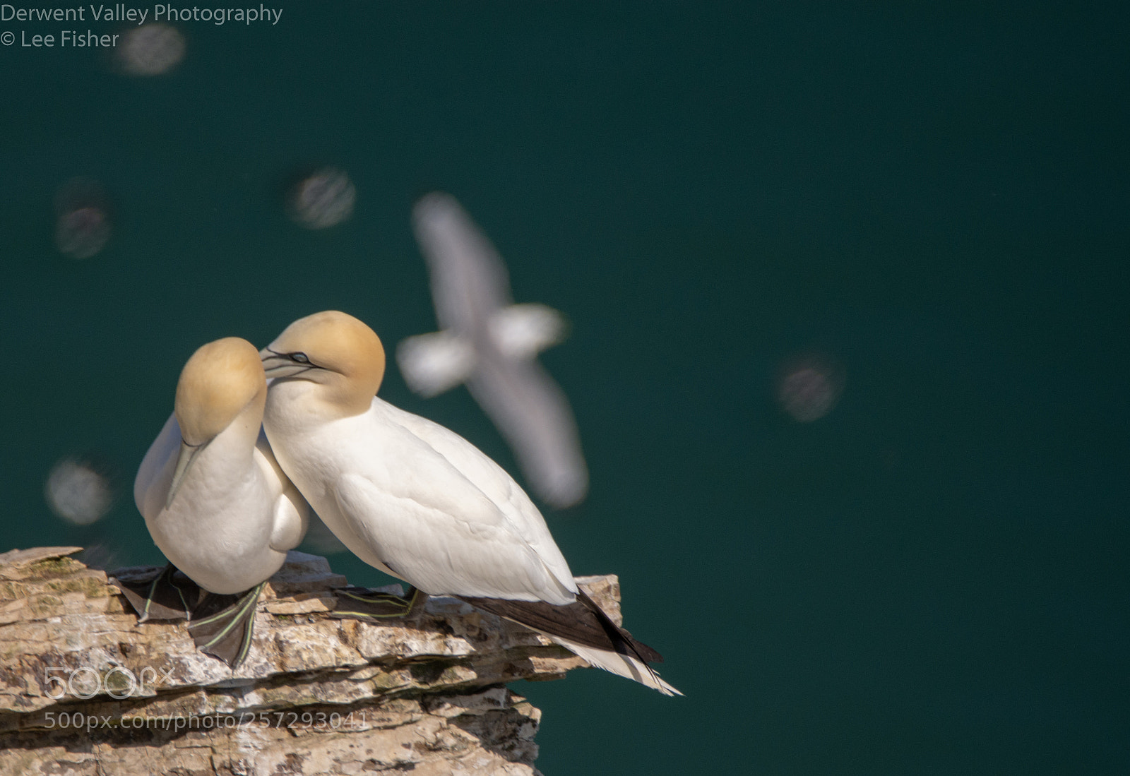 Nikon D7200 sample photo. Tender moment photography