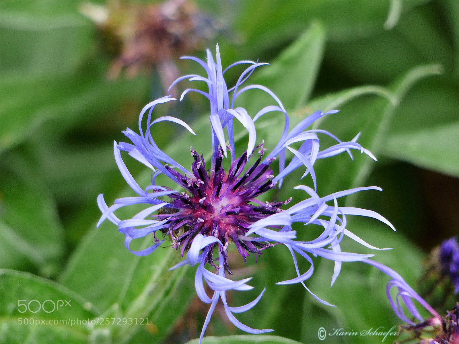 Panasonic Lumix DMC-FZ200 sample photo. Cornflower photography