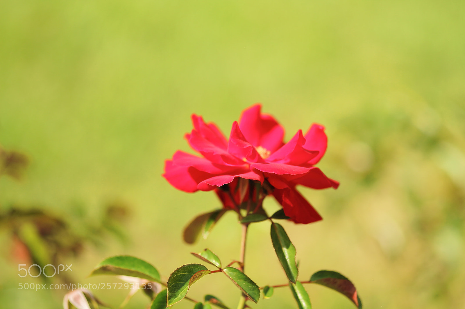 Canon EOS 7D sample photo. Rose photography