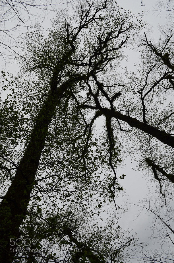 Nikon D5100 sample photo. Tree photography