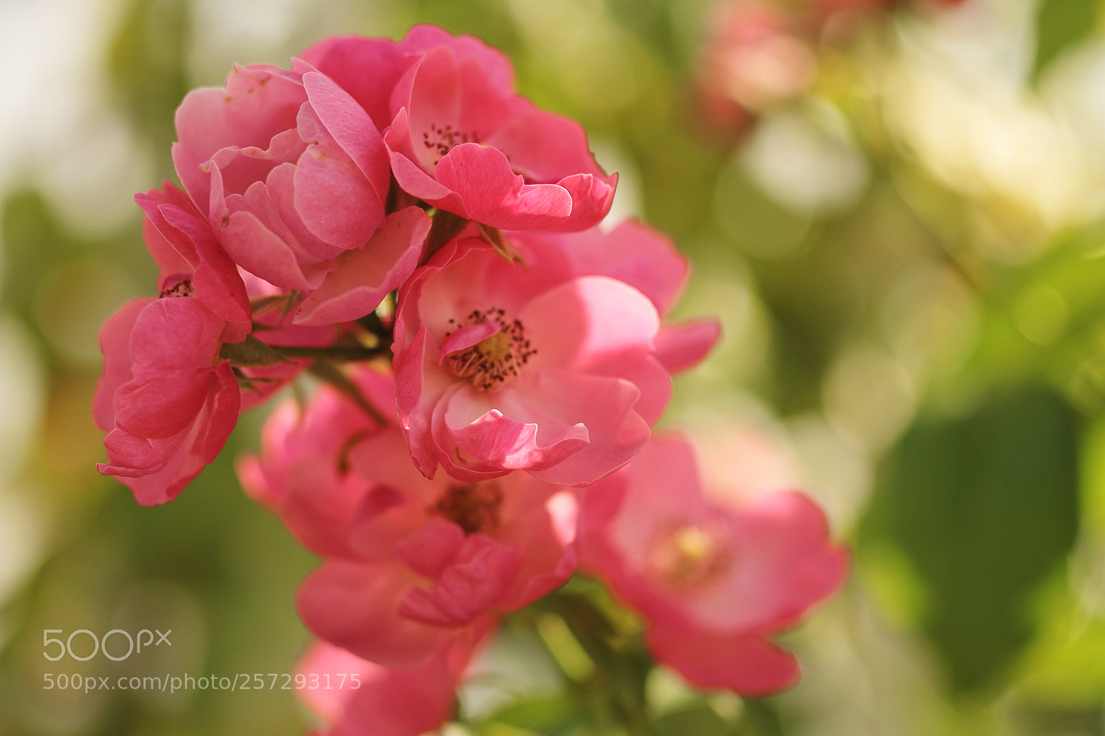 Canon EOS 7D + Canon EF 50mm F1.8 II sample photo. Rose photography