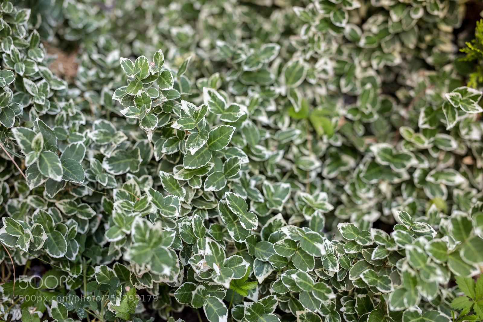 Canon EOS 6D sample photo. Sigma 50mm f1.4 dg photography