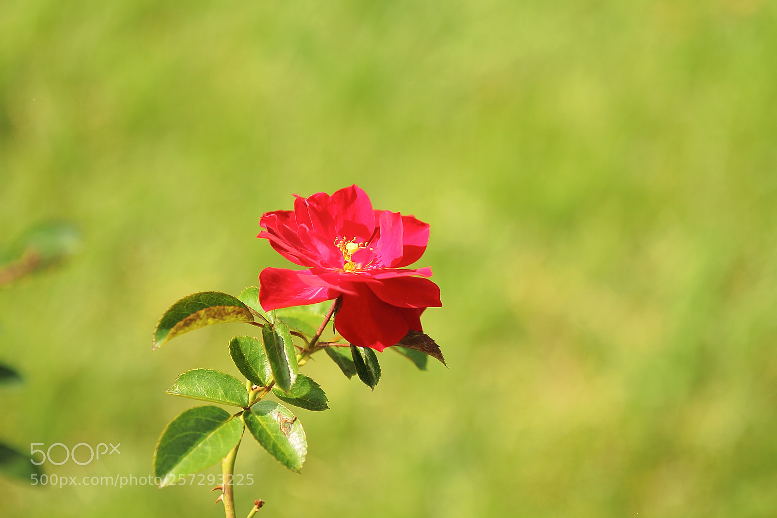 Canon EOS 7D sample photo. Rose photography