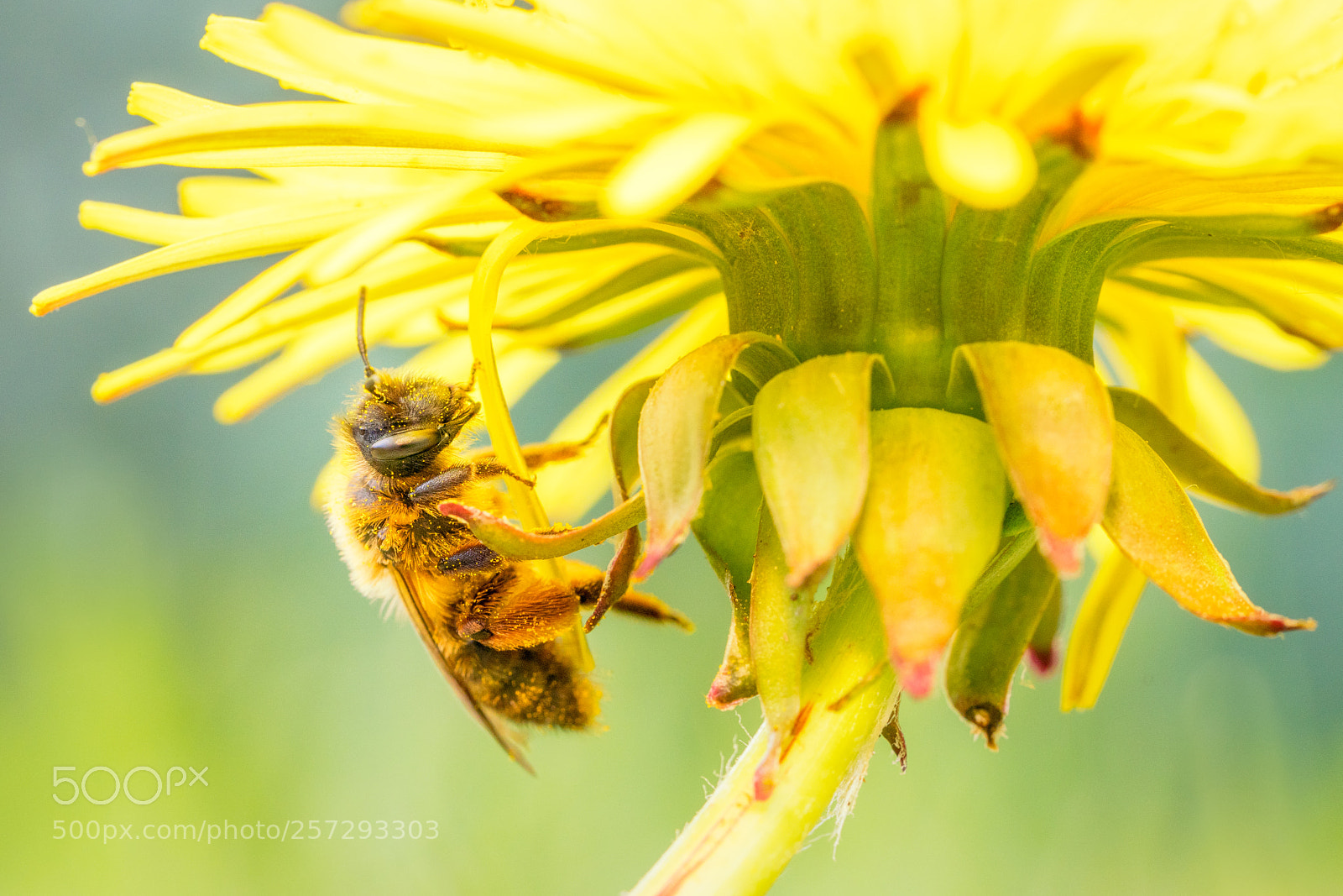 Sony a7R III sample photo. Bee on a flower photography