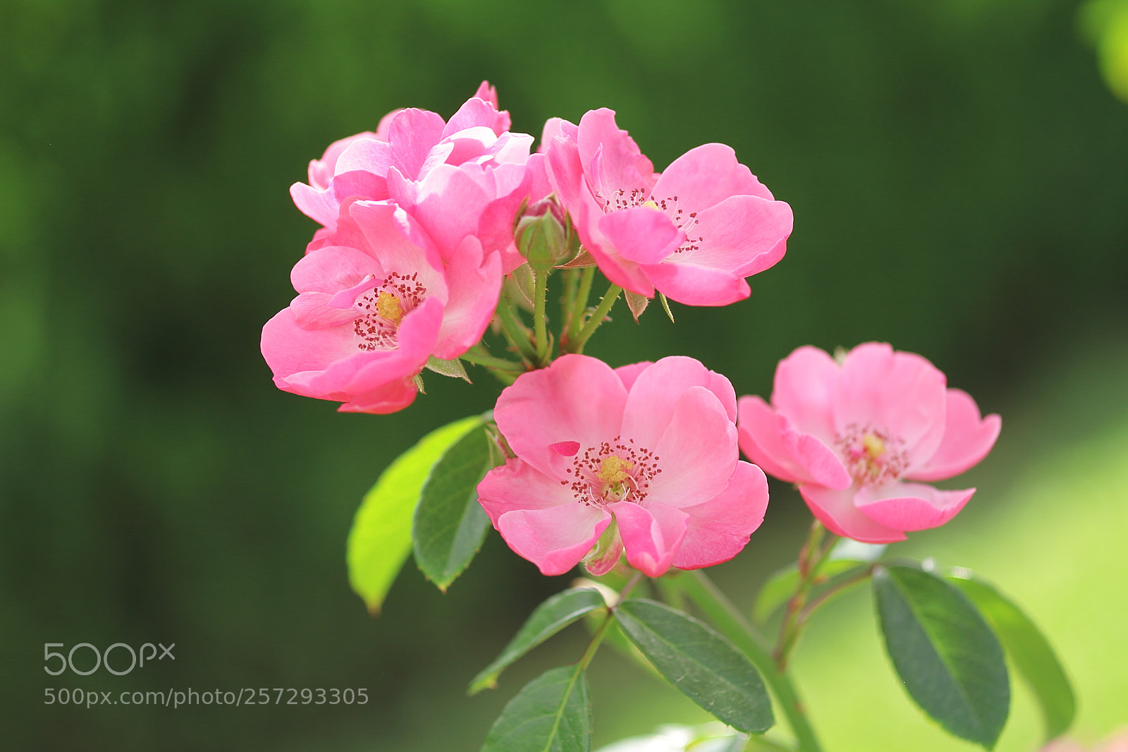 Canon EOS 7D + Canon EF 50mm F1.8 II sample photo. Rose photography
