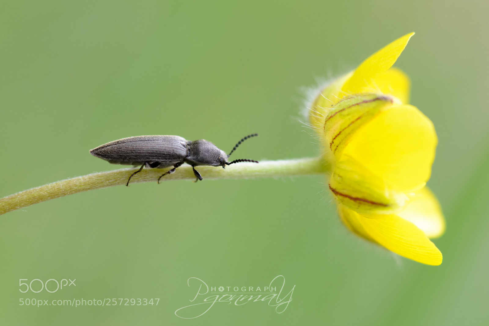 Nikon D7000 sample photo. Agriotes sputator photography