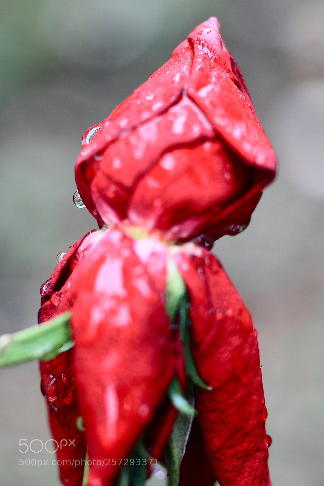 Canon EOS 7D + Canon EF 50mm F1.8 II sample photo. Rose close photography