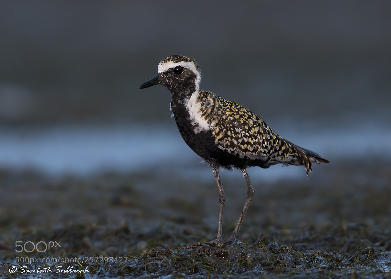Canon EOS 7D Mark II sample photo. Golden plover in breeding photography
