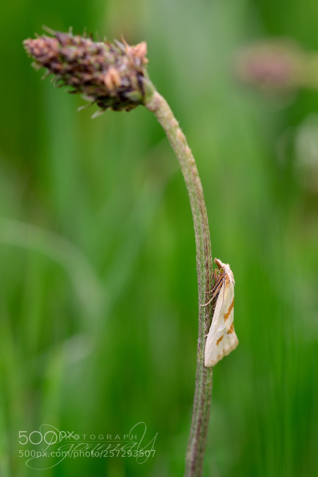 Nikon D7000 sample photo. Aethes beatricella photography