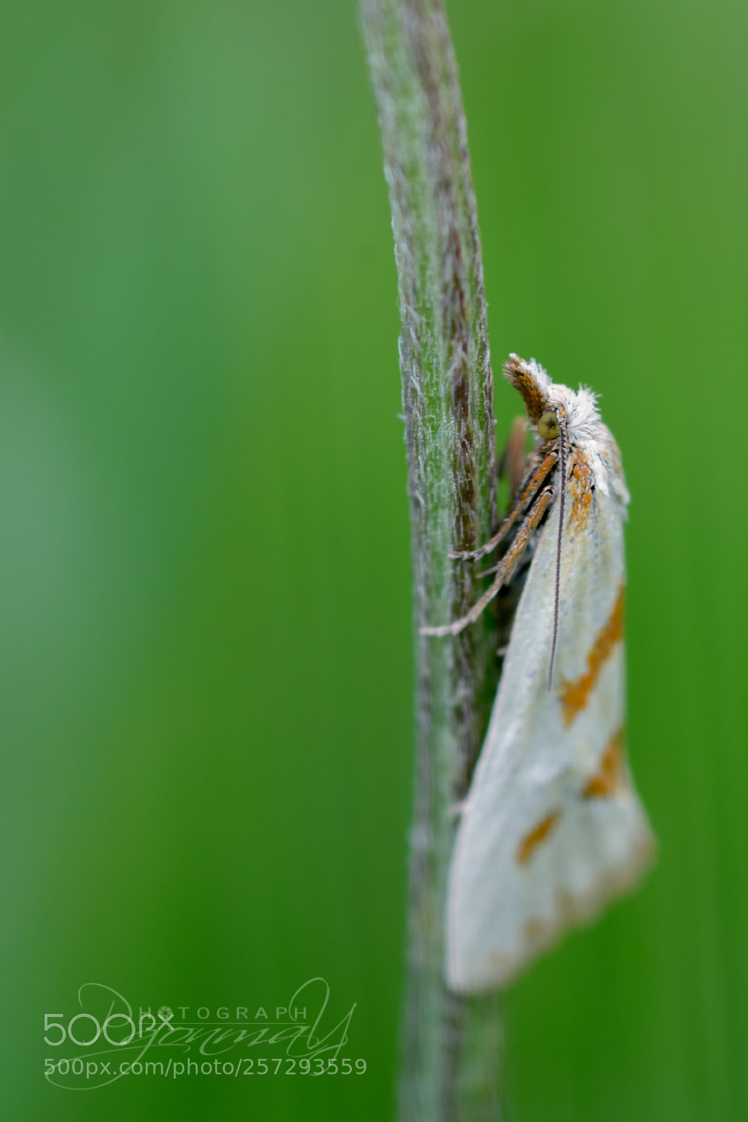 Nikon D7000 sample photo. Aethes beatricella photography