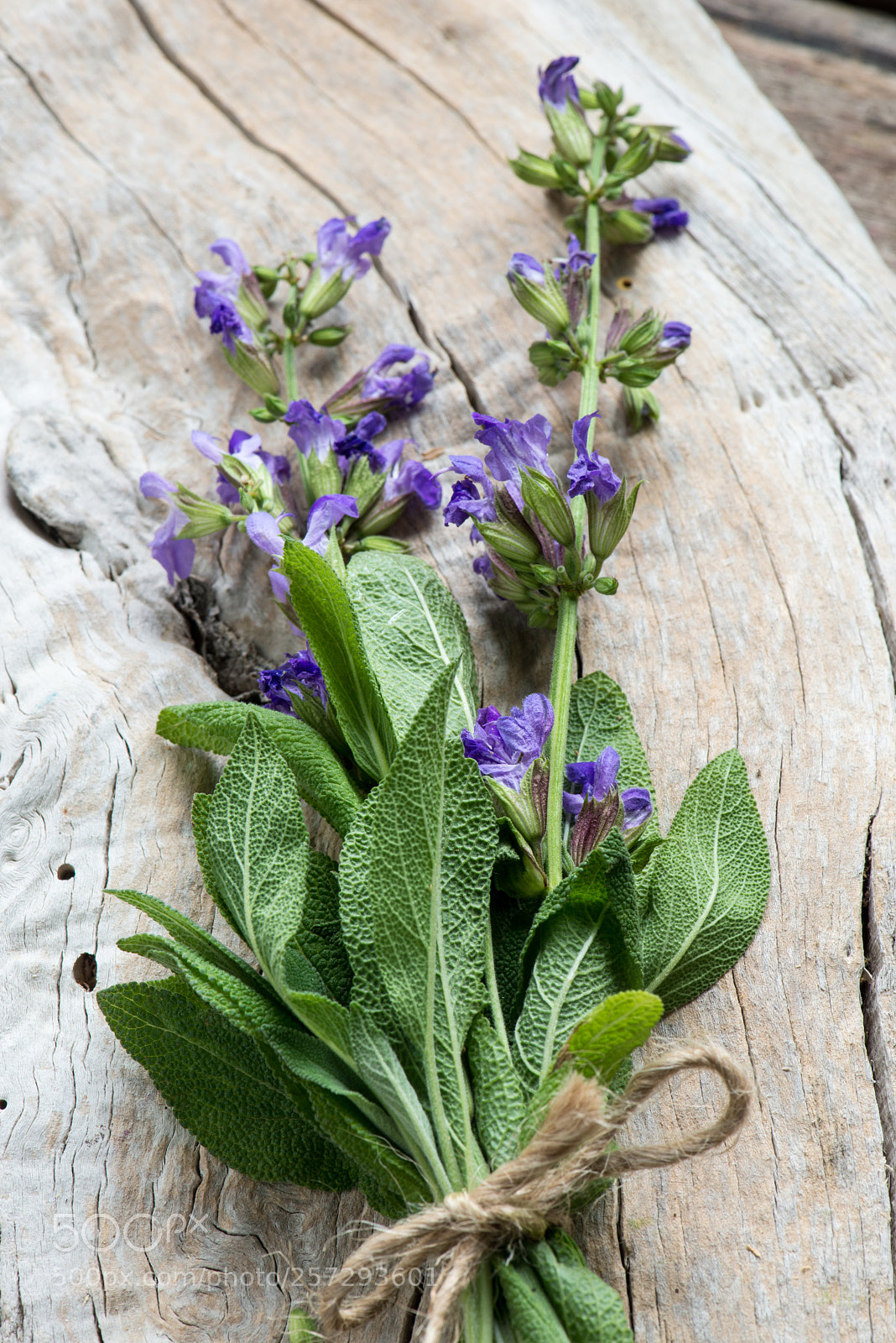 Nikon D800E sample photo. Sage photography