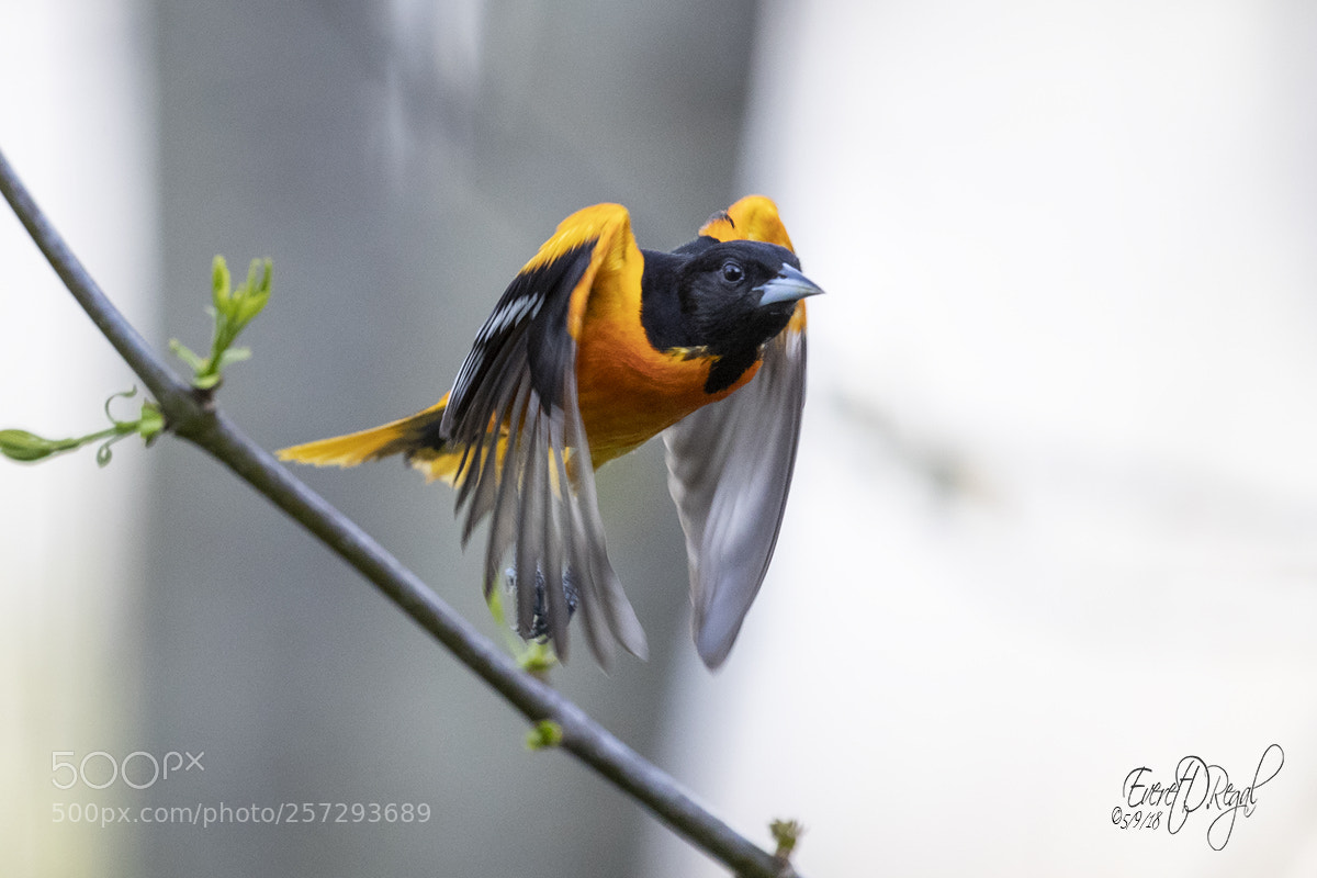 Canon EOS-1D X Mark II sample photo. Baltimore oriole in flight photography