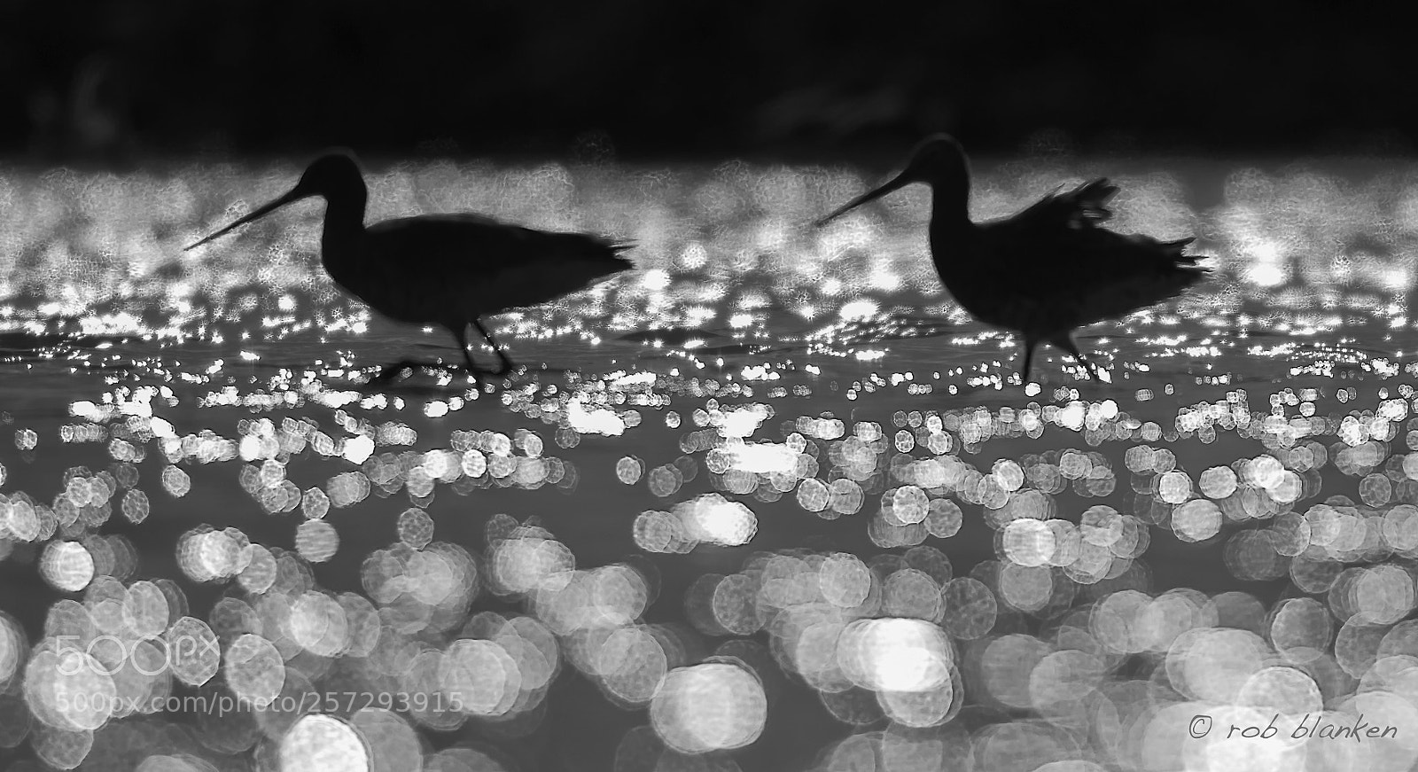 Nikon D850 sample photo. Black-tailed godwit photography