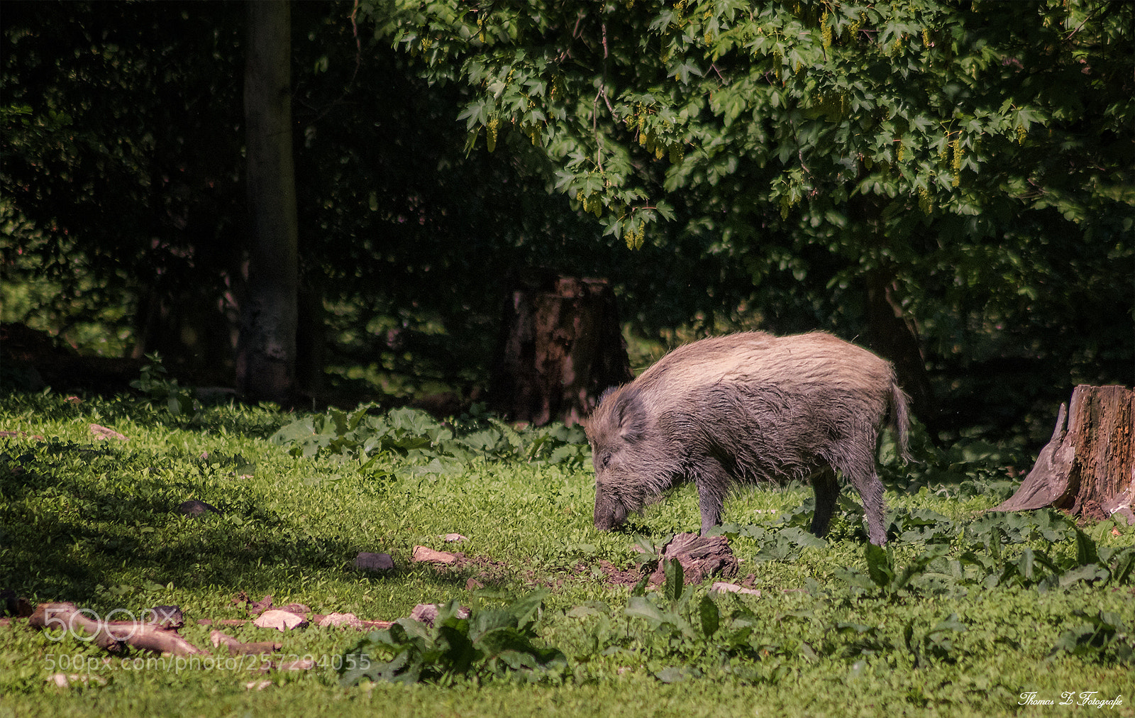 Canon EOS 750D (EOS Rebel T6i / EOS Kiss X8i) sample photo. Sus scrofa photography
