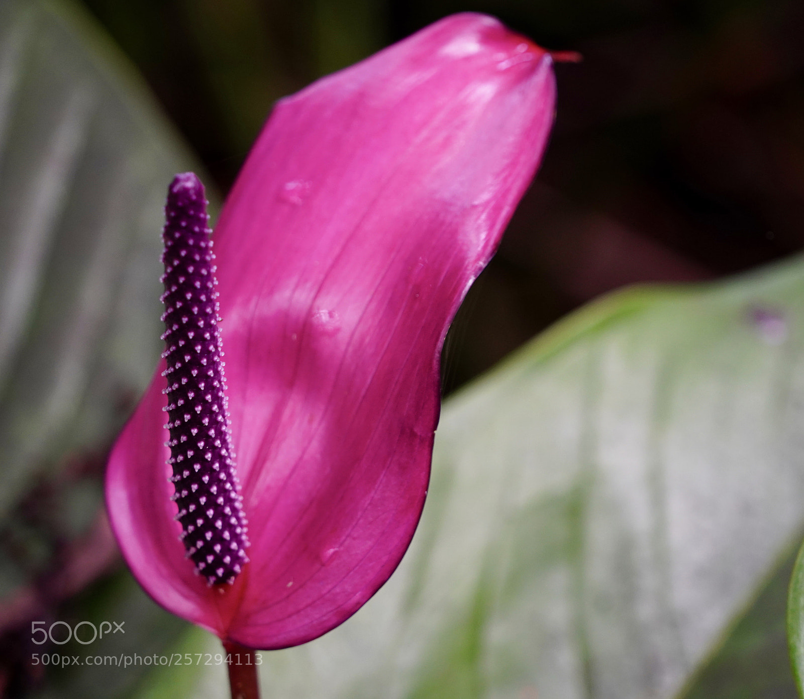 Sony a9 sample photo. Tropical  photography