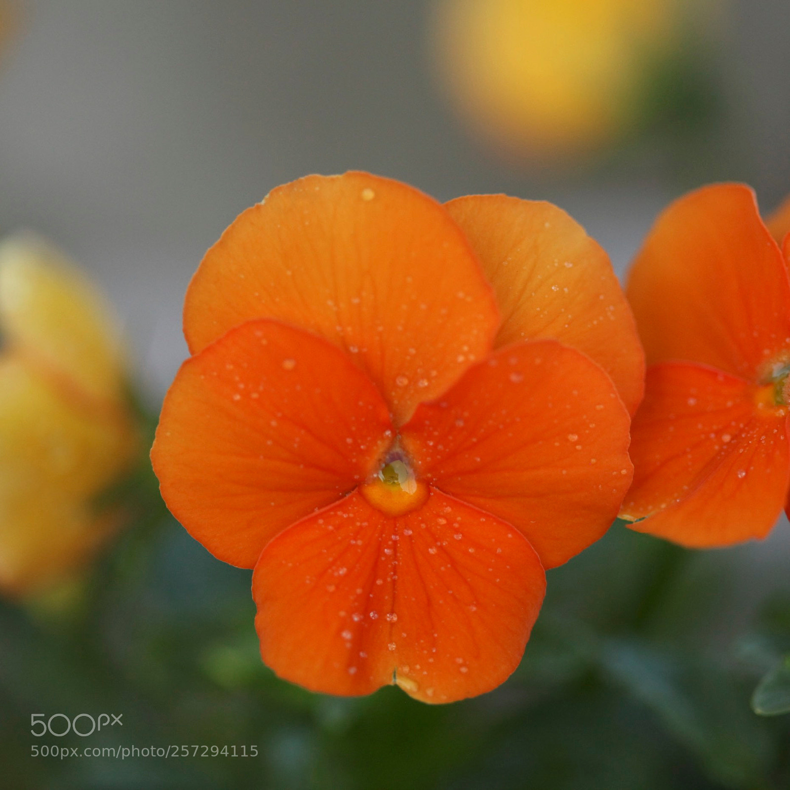 Canon EOS 5D Mark II sample photo. Orange pansy..... photography