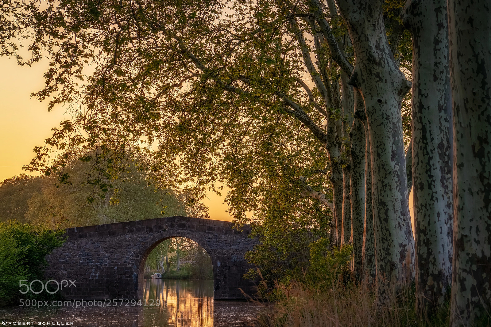 Sony a7R III sample photo. Plane trees on the photography
