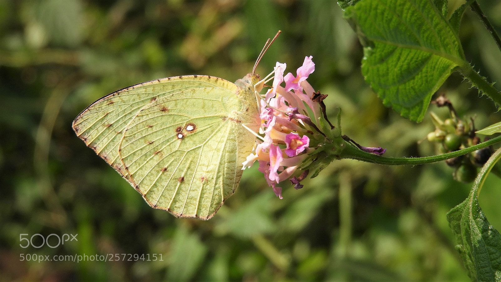 Nikon Coolpix B700 sample photo. Lemon buttrfly photography