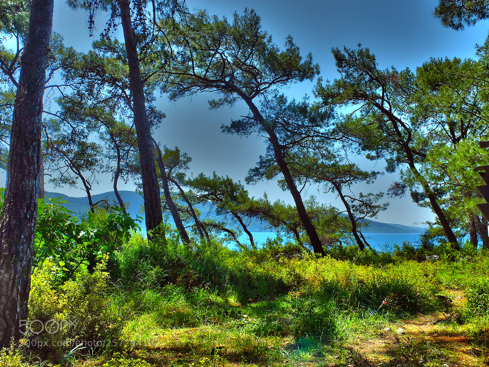 Fujifilm X20 sample photo. Pines photography