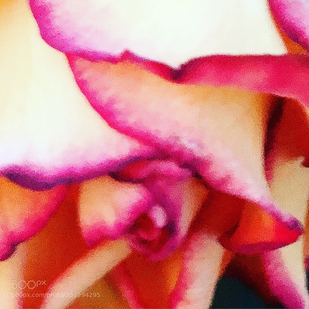 Apple iPhone 8 Plus sample photo. Roseblossom photography