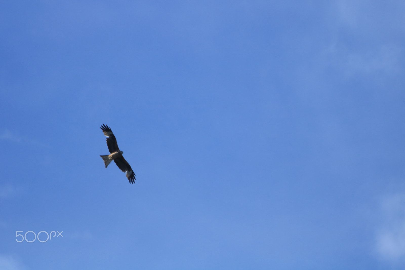 Canon EOS 760D (EOS Rebel T6s / EOS 8000D) sample photo. Img photography