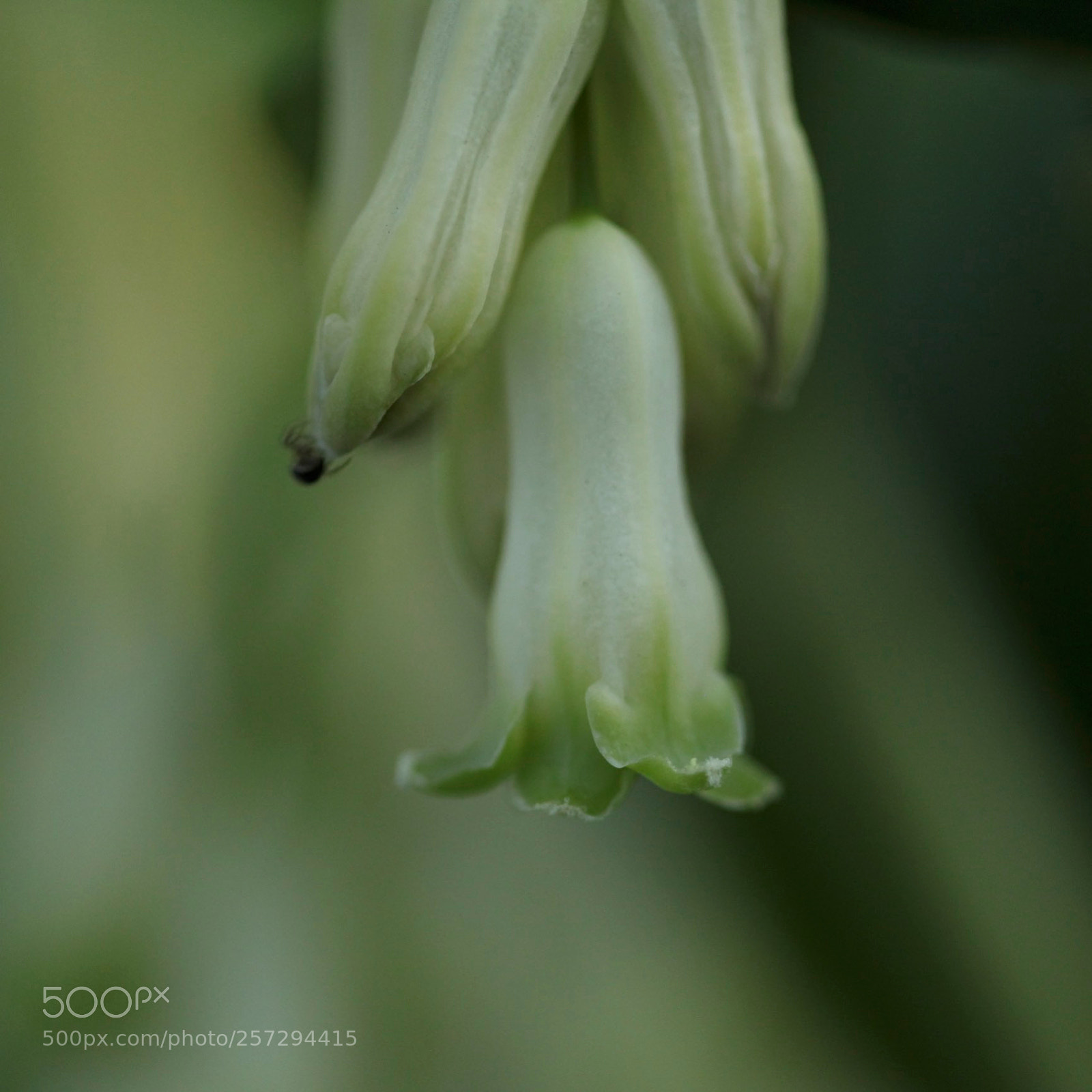 Canon EOS 5D Mark II sample photo. Solomon's seal & spider..... photography