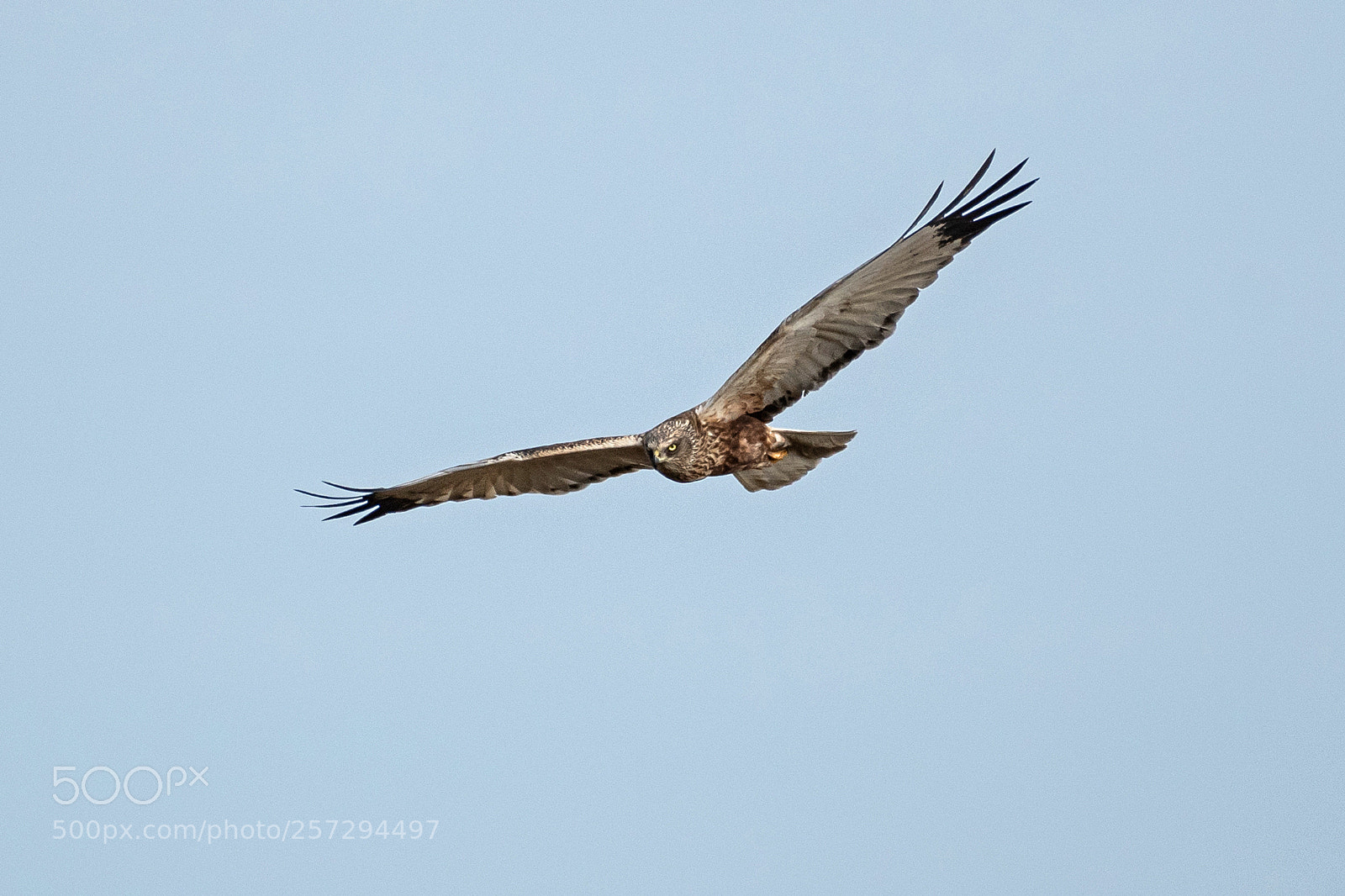 Nikon D500 sample photo. Western marsh harrier, male. photography