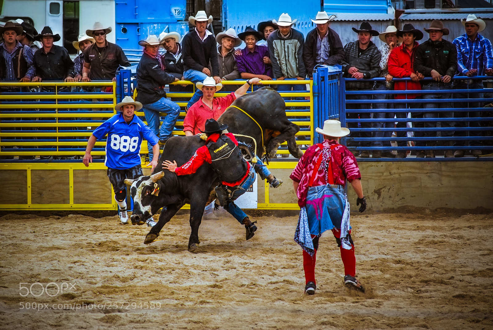 Nikon D40X sample photo. Rodeo at new zealand photography
