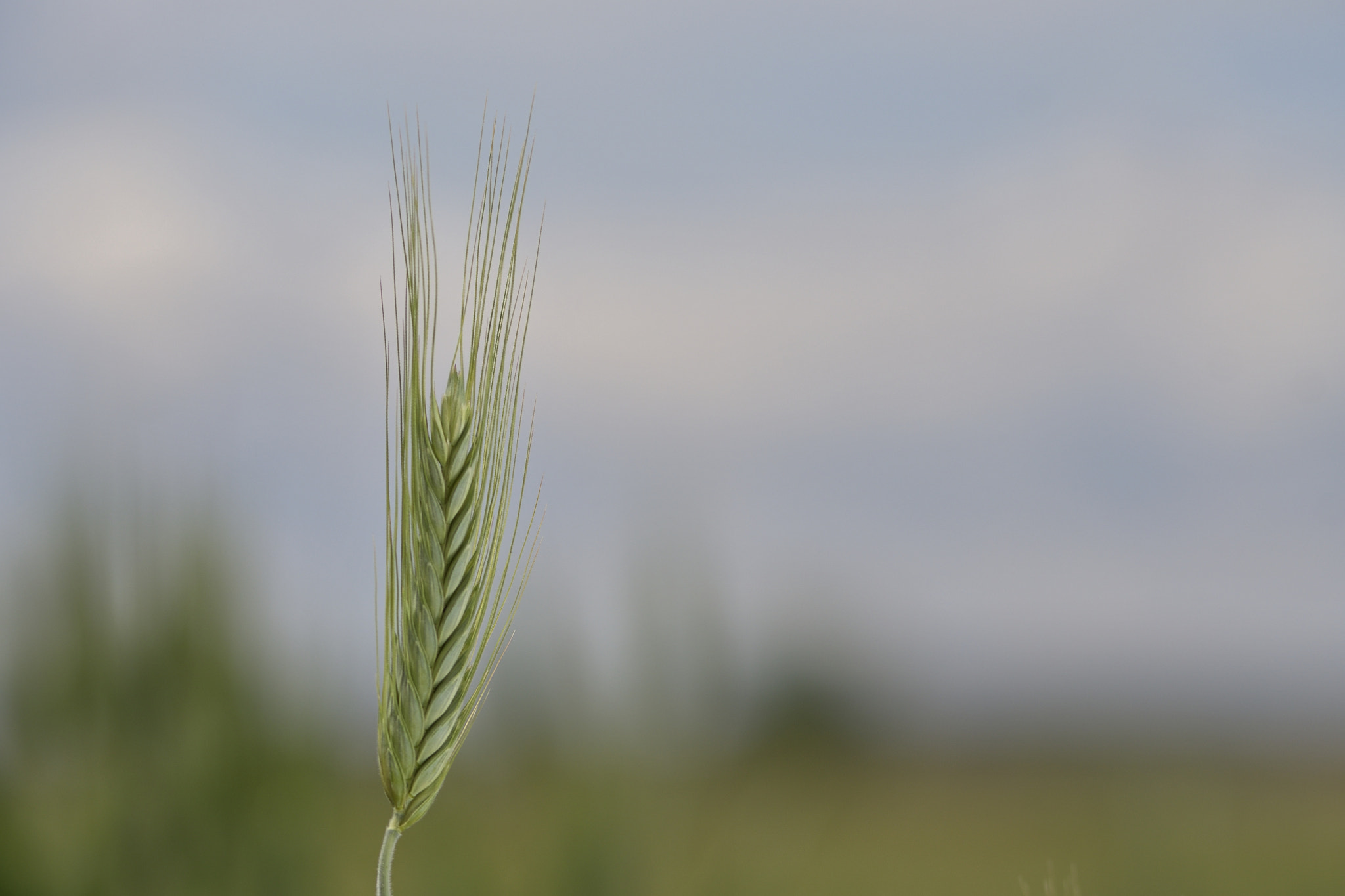 Nikon AF-Nikkor 80-200mm F2.8D ED sample photo. Wheat spike photography