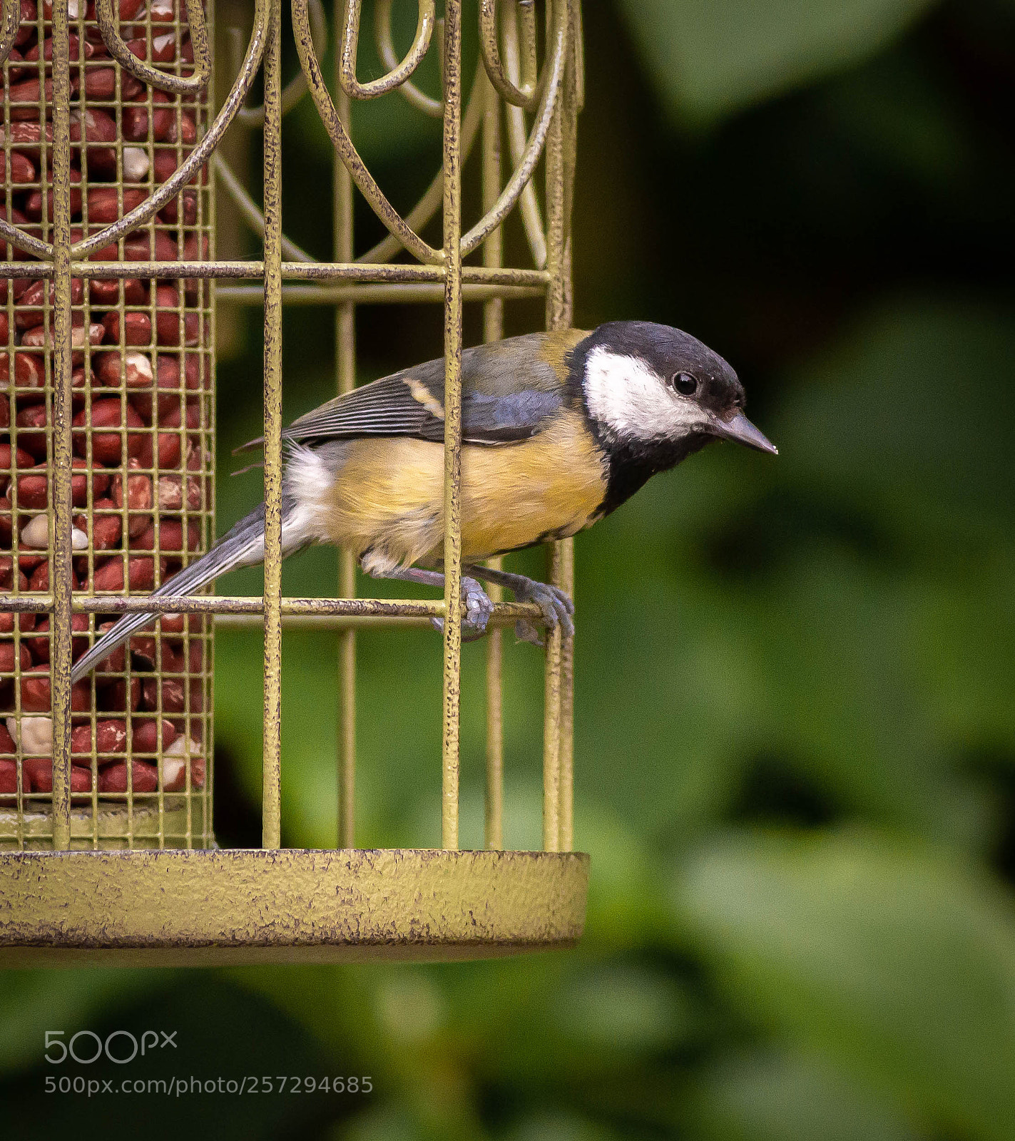 Canon EOS 70D sample photo. Great tit.jpg photography