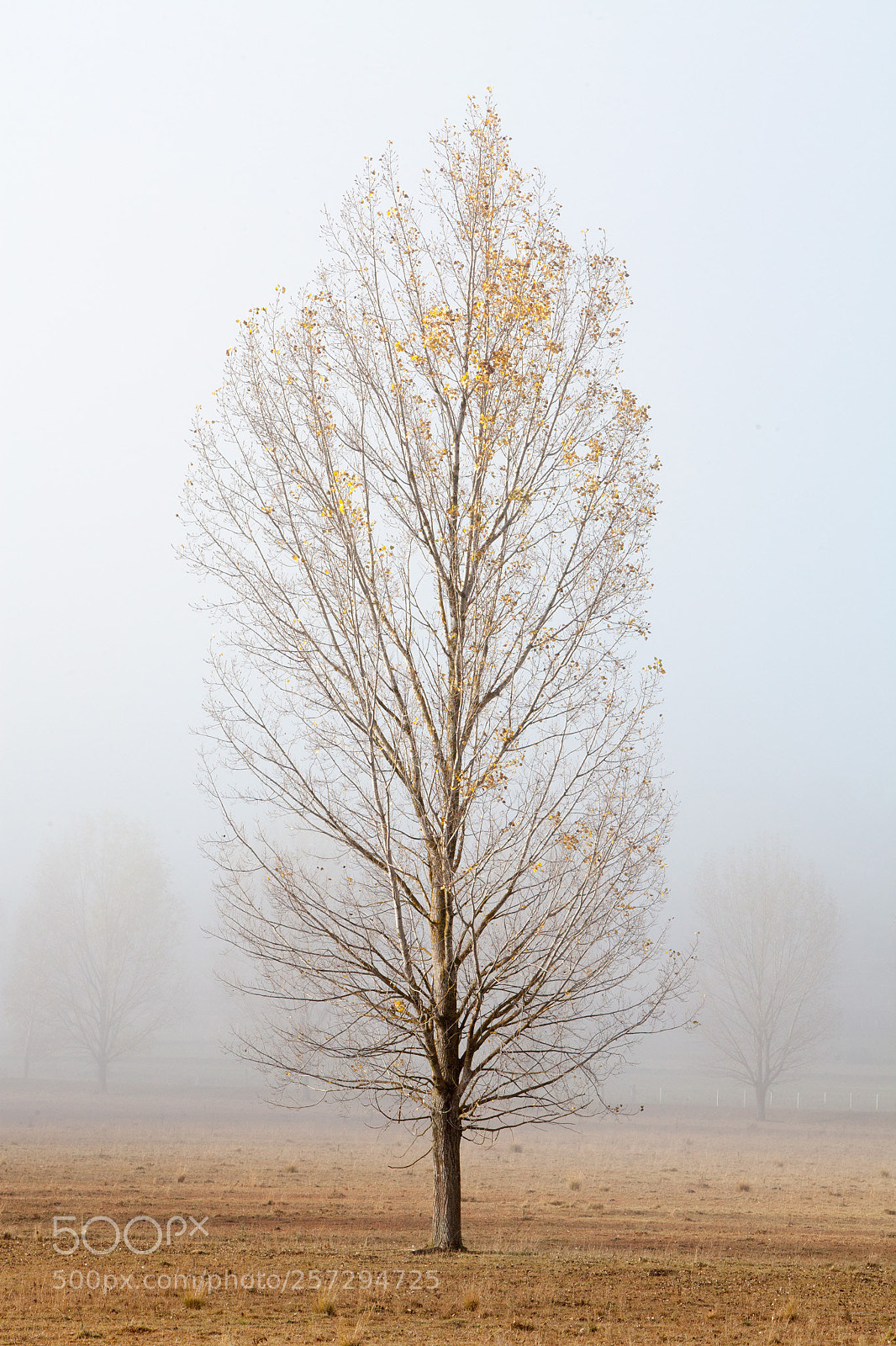 Canon EOS 5D Mark II sample photo. Steadfast photography