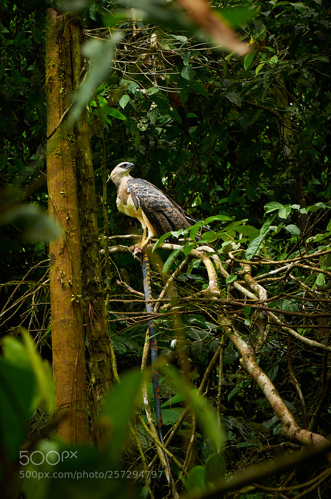 Nikon D300 sample photo. Rare encounter photography