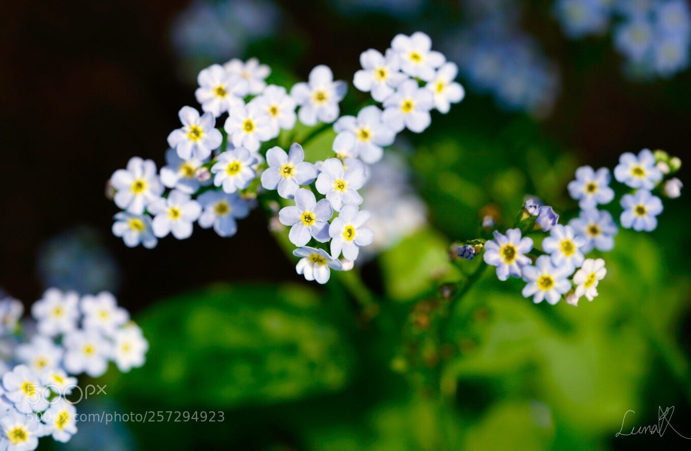 Sony a7R II sample photo. Little tiny flowers i photography