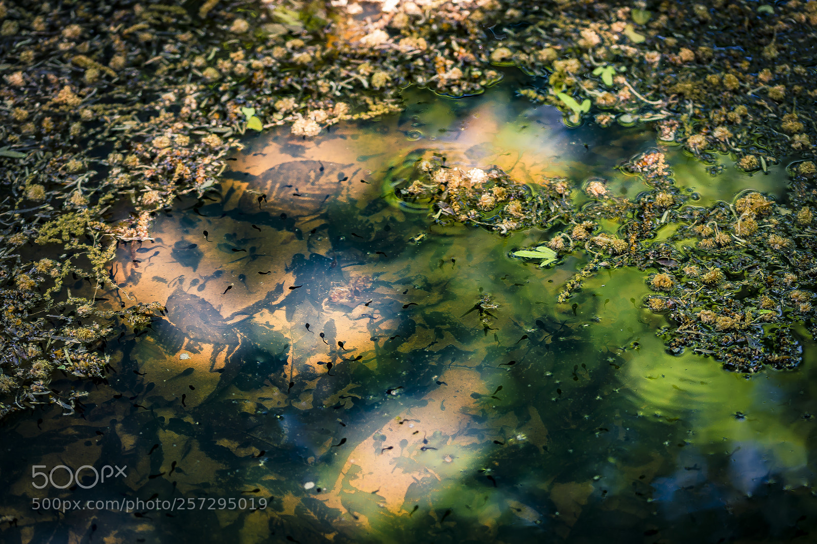 Nikon D610 sample photo. Puddle photography