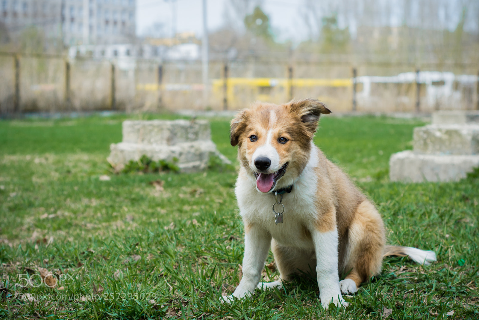 Nikon D7100 sample photo. Summer puppy photography