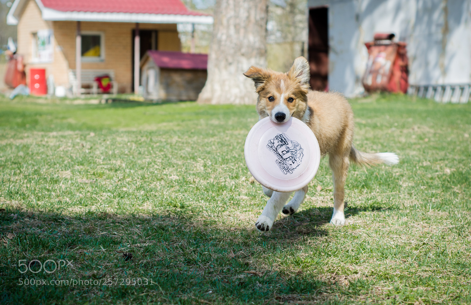 Nikon D7100 sample photo. Summer puppy photography