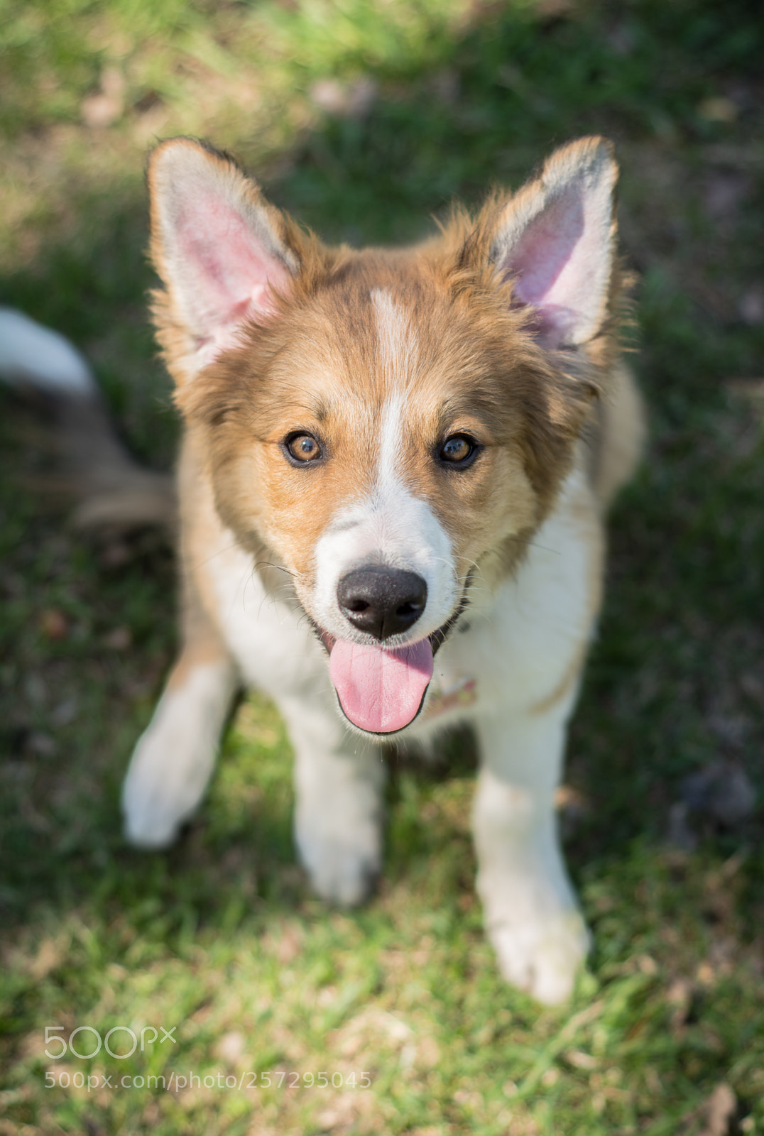 Nikon D7100 sample photo. Summer puppy photography