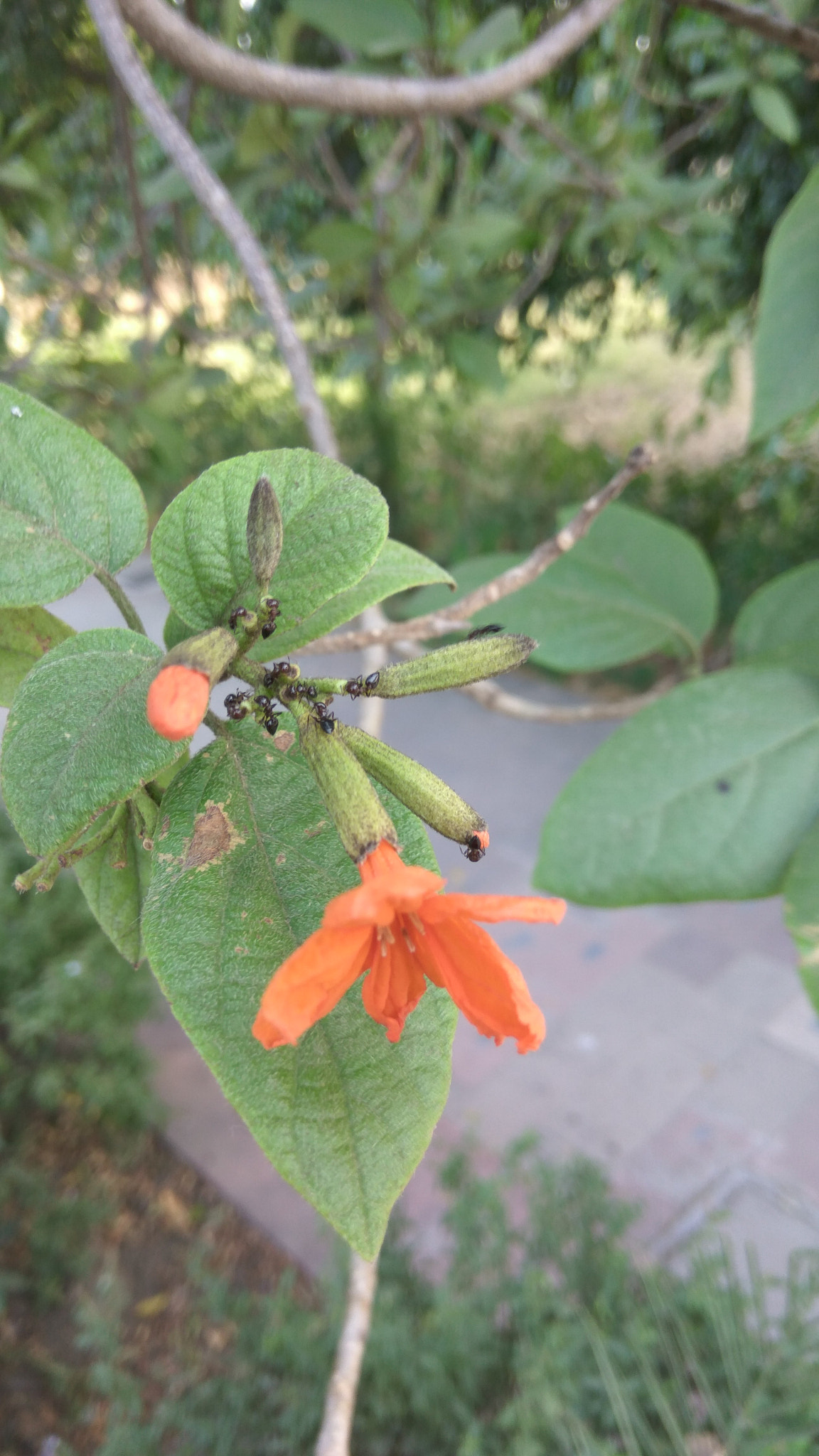 Xiaomi Redmi Note3 sample photo. A great beauty of nature photography