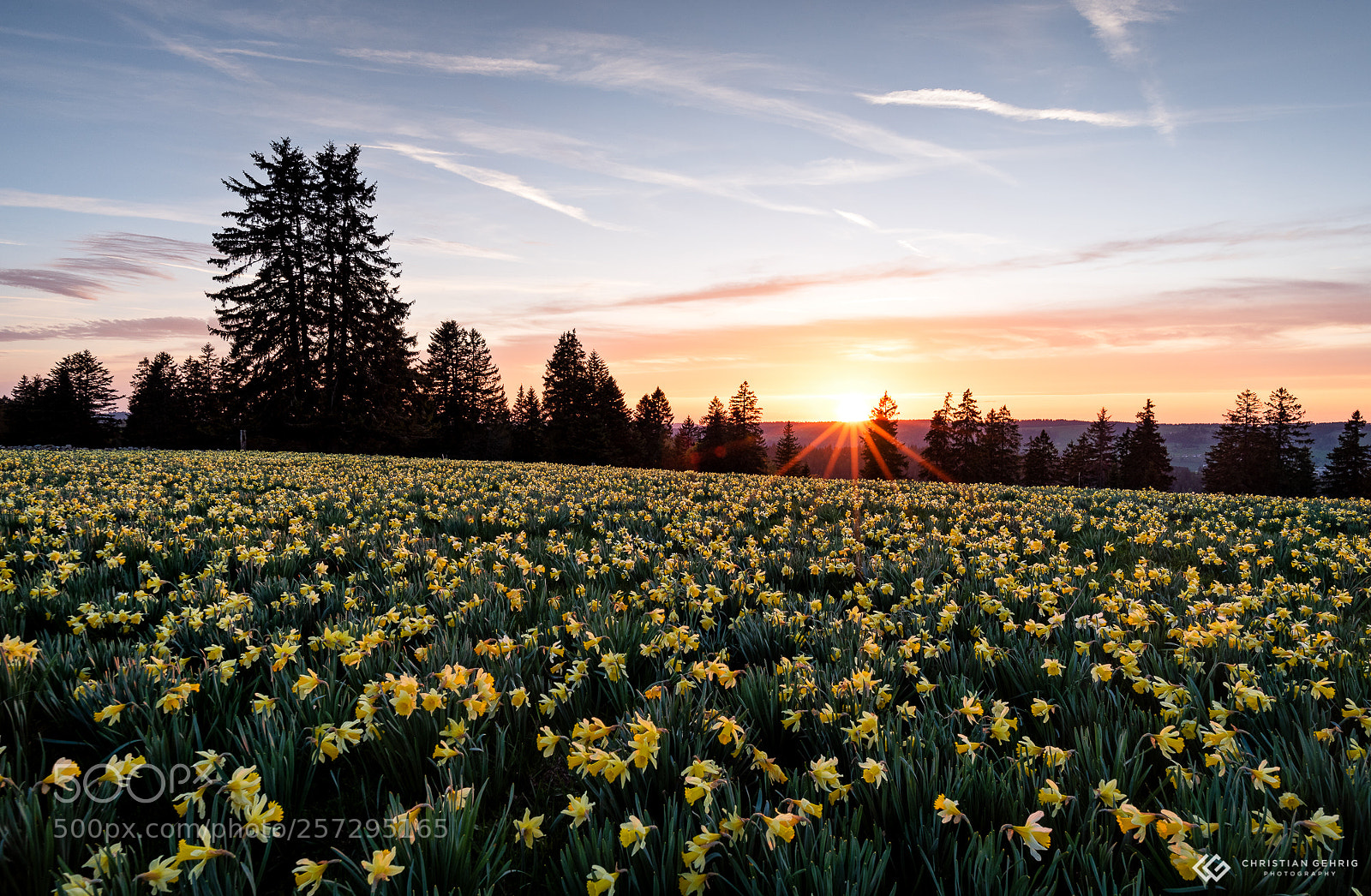 Nikon D750 sample photo. Field of flowers photography