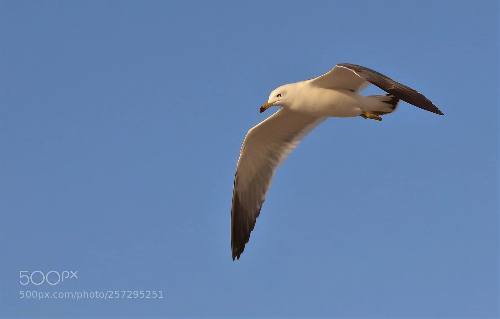 Canon EOS 5DS R sample photo. Seagull photography