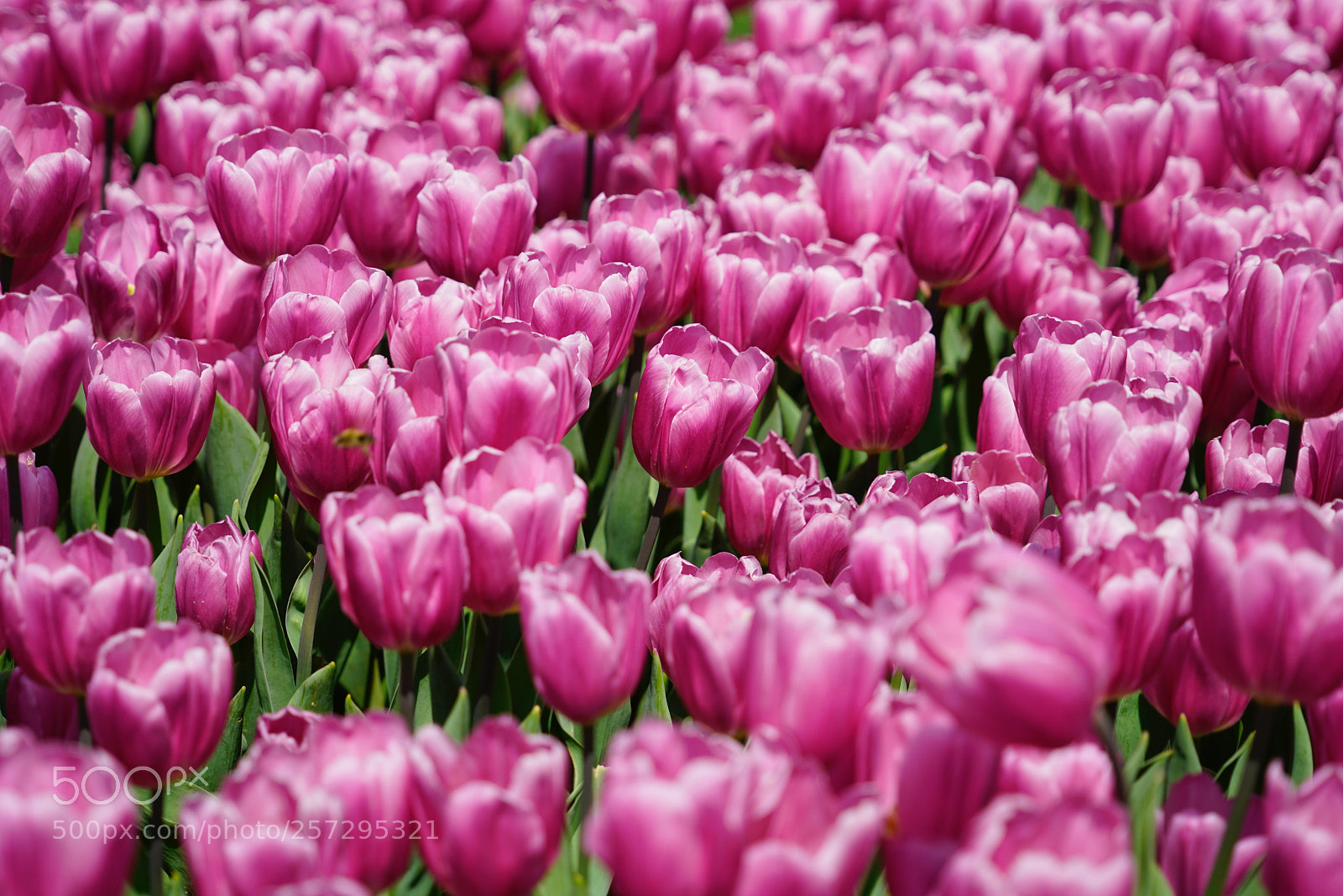 Sony a7R II sample photo. Tulip season 13 photography