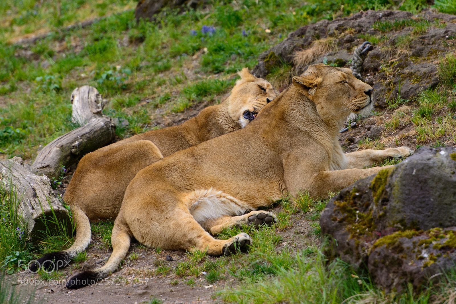 Nikon D7100 sample photo. Lions photography