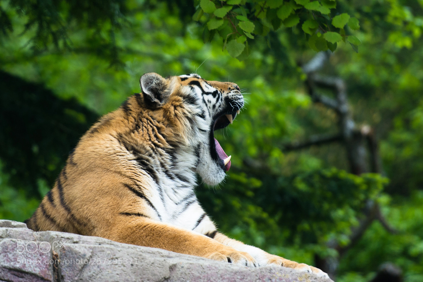 Nikon D7100 sample photo. Tiger at zurich zoo photography