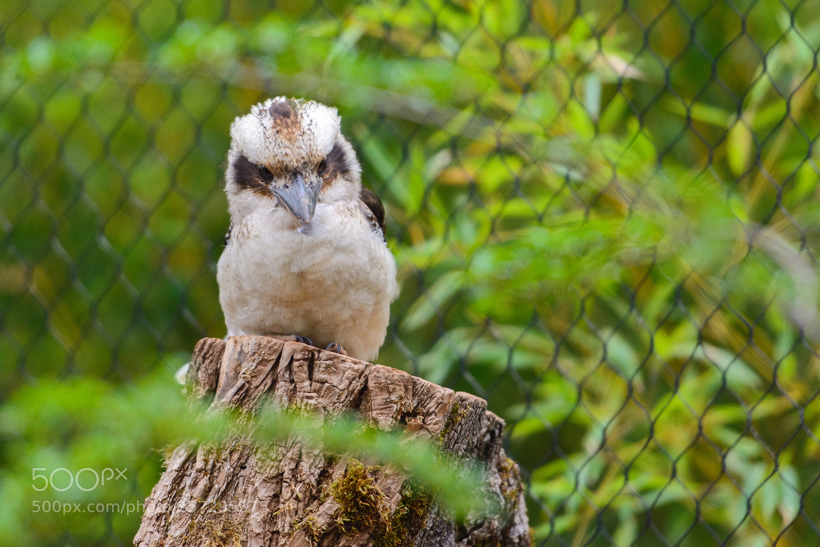Nikon D7100 sample photo. Bird at zurich zoo photography