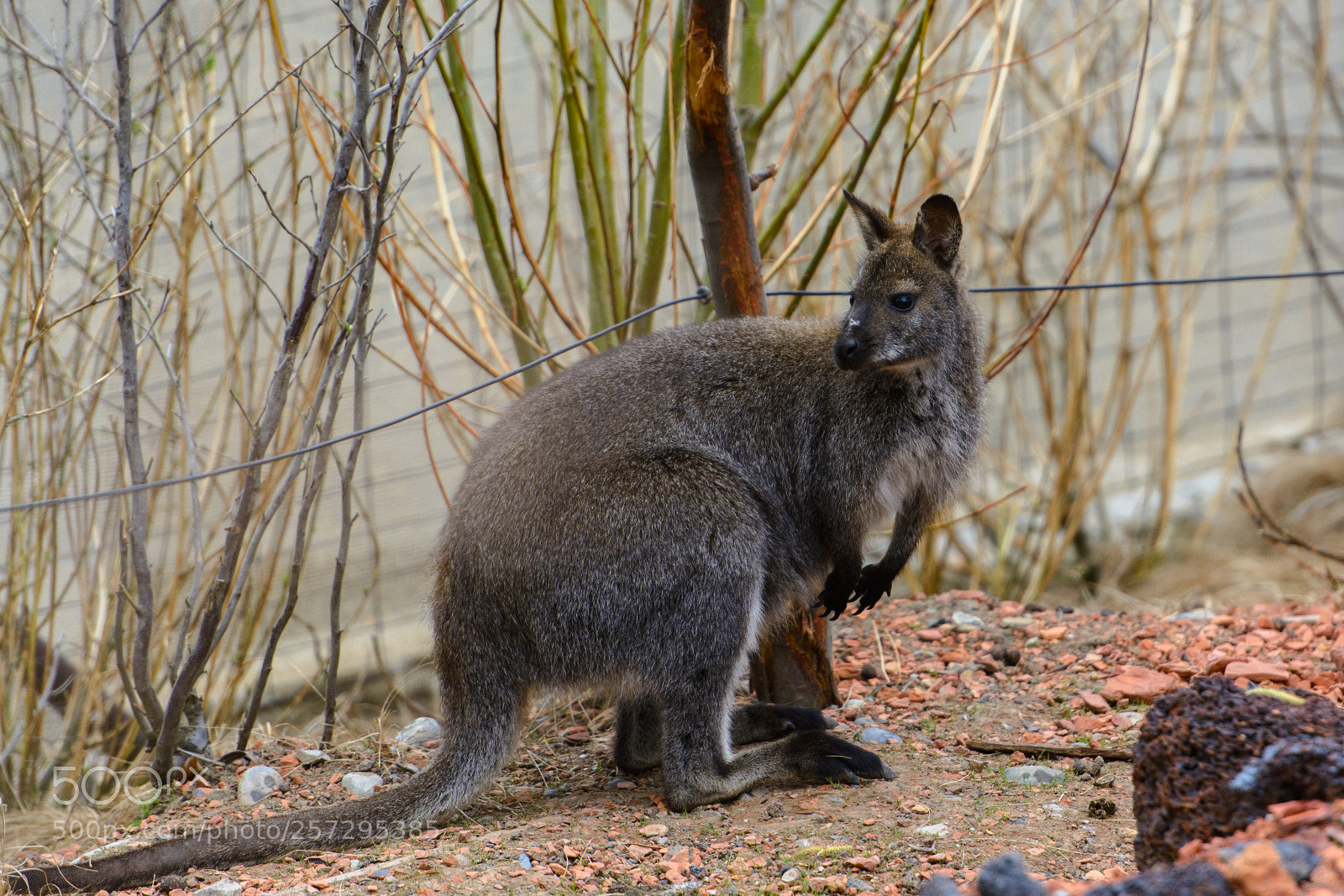 Nikon D7100 sample photo. Zoo zurich photography