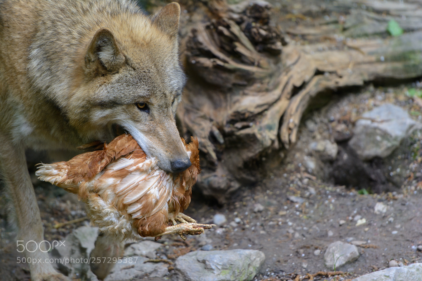 Nikon D7100 sample photo. Wolf at zurich zoo photography