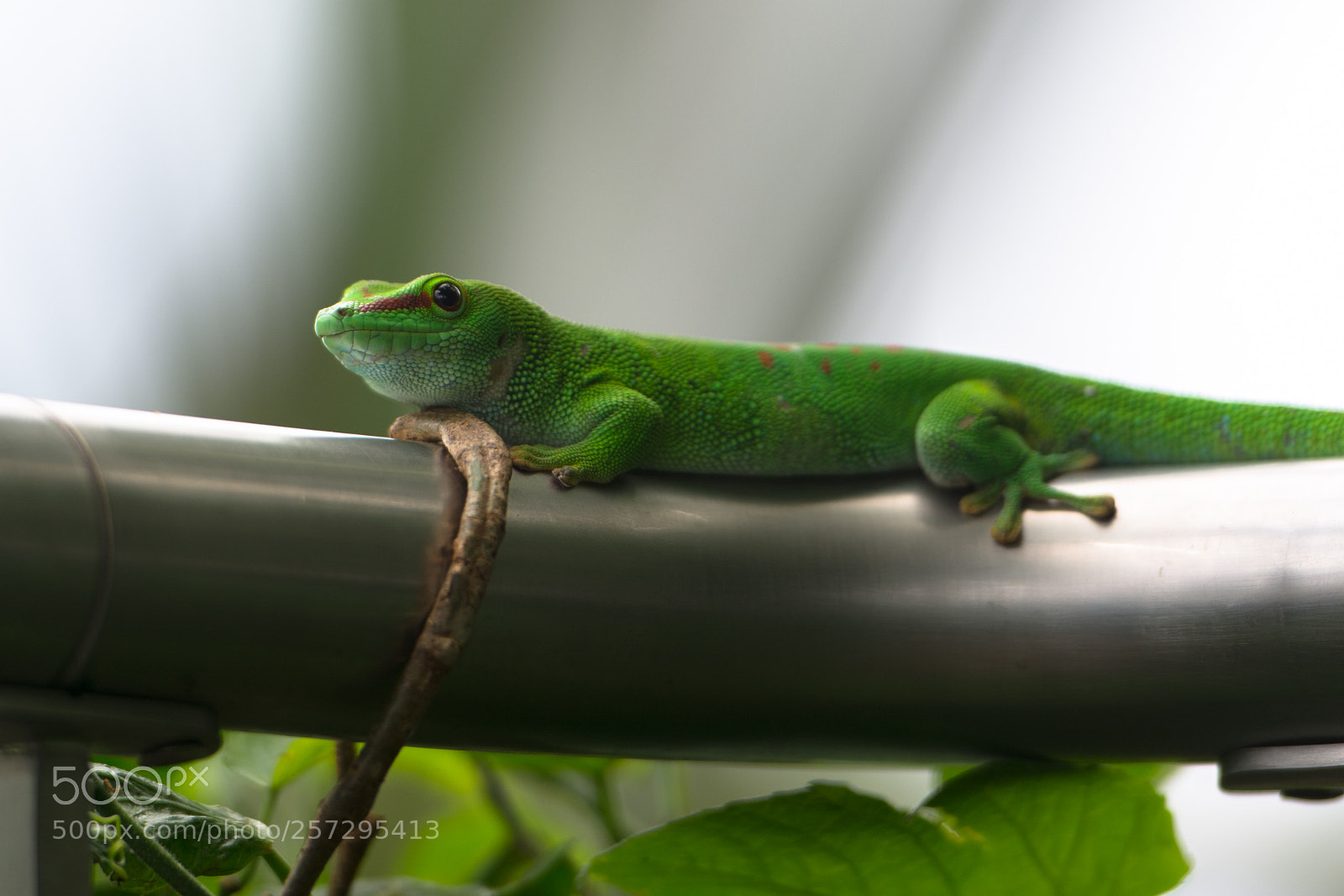 Nikon D7100 sample photo. Gecko at zurich zoo photography
