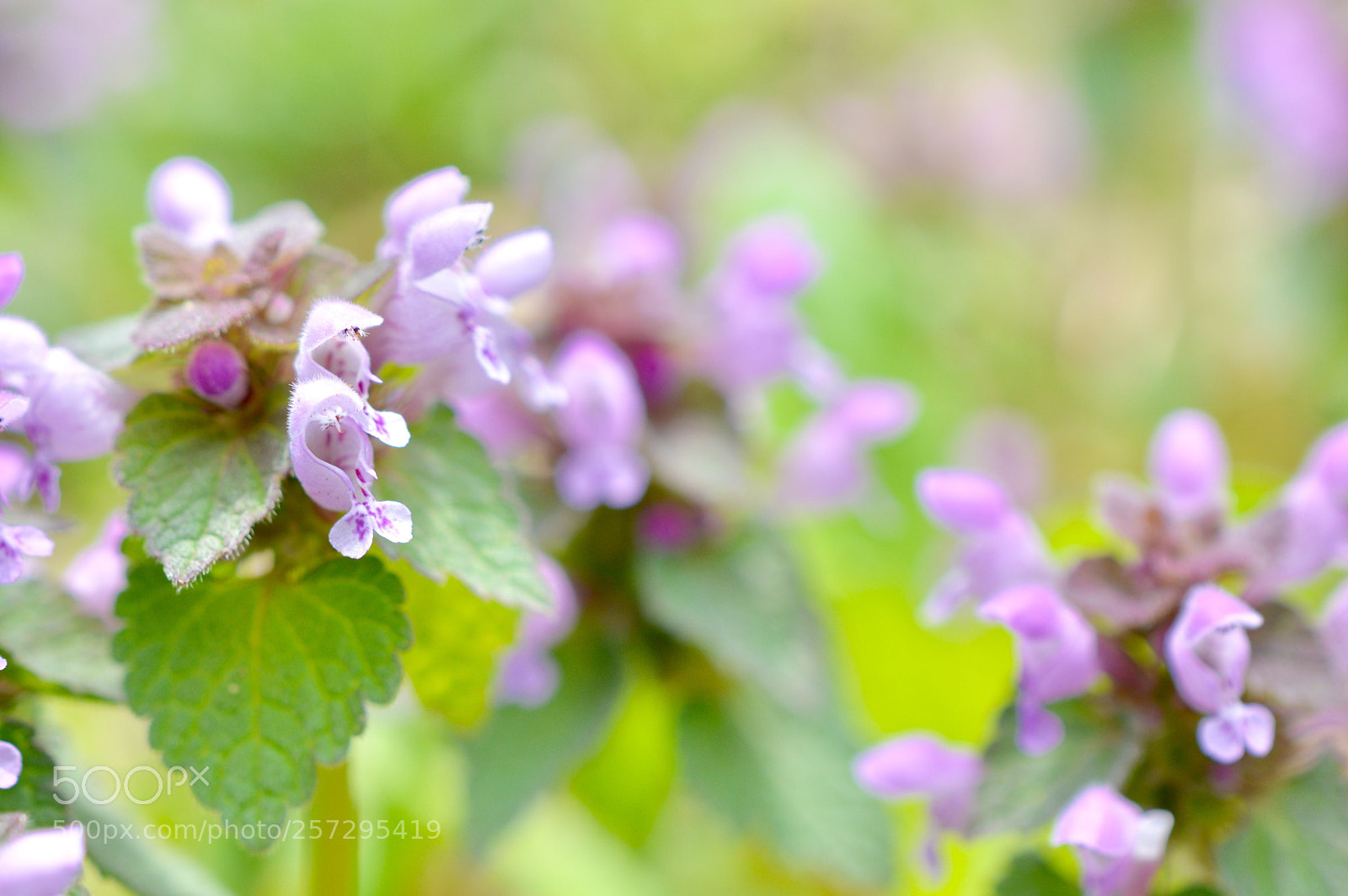 Nikon D3200 sample photo. Lamium purpureum ⋆*॰¨̮⋆ photography