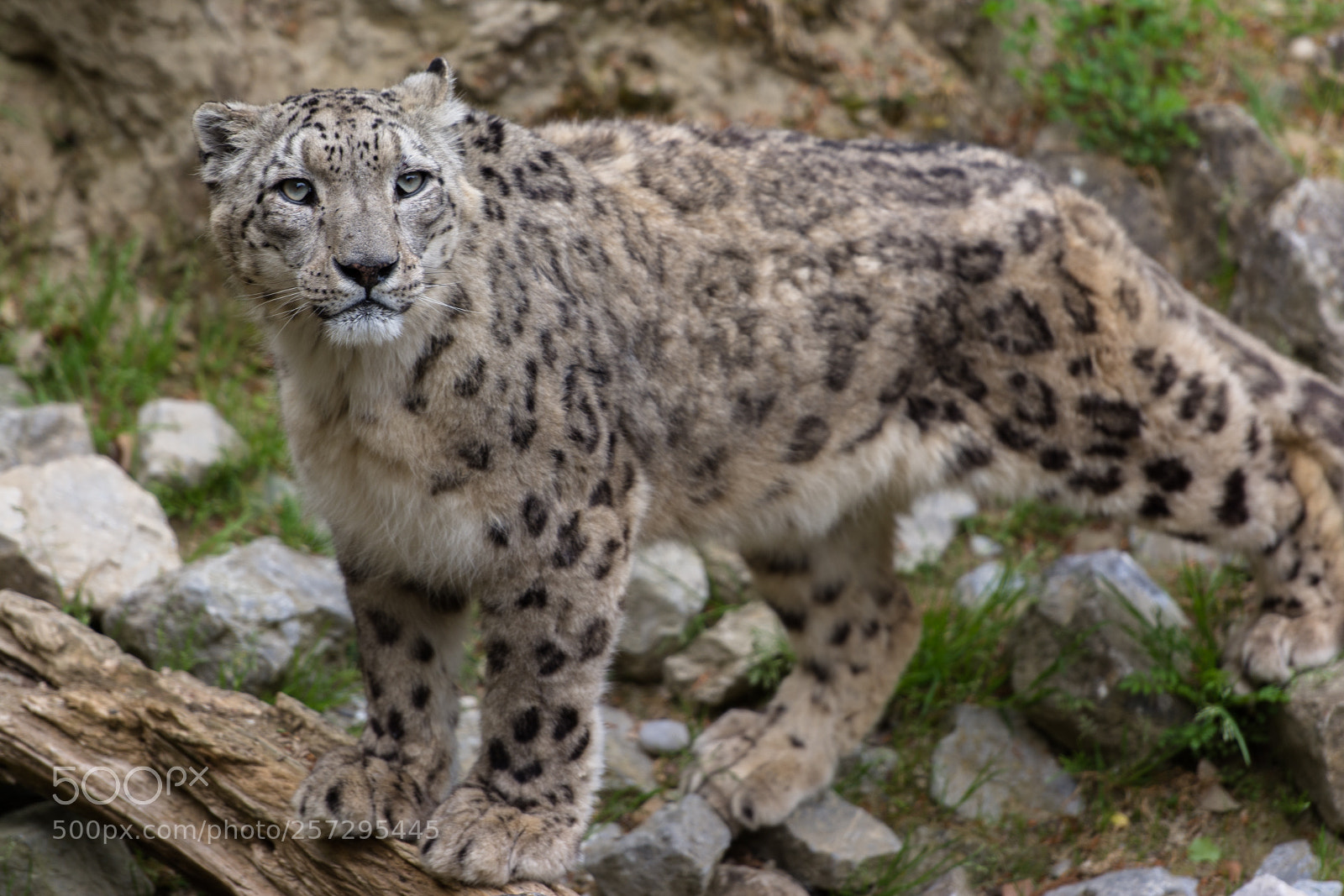 Nikon D7100 sample photo. Snowleopard at zurich zoo photography